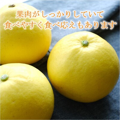 届いてすぐに食べられる土佐文旦　5kg(ご家庭用) [1462-2]