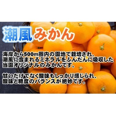 商標登録 潮風みかん 5kg 高知県 黒潮町産 [1289‐2]