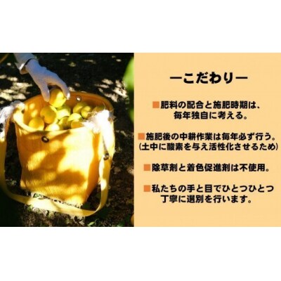 商標登録 潮風みかん 5kg 高知県 黒潮町産 [1289‐2]