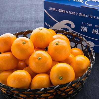 商標登録 潮風みかん 2kg 高知県 黒潮町産 [1398-2]