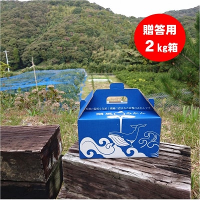 商標登録 潮風みかん 2kg 高知県 黒潮町産 [1398-2]