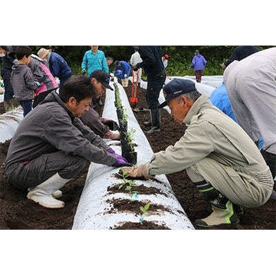 【加美町薬用植物研究会】紫根染小風呂敷