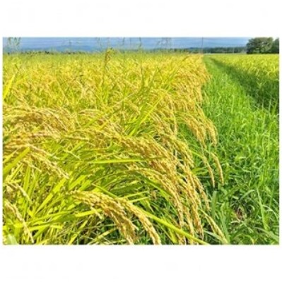 【先行受付】【希少品種米】令和3年宮城県産「ササシグレ」精米5kg(栽培期間中農薬・肥料不使用)