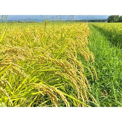 2022年2月発送開始『定期便』【希少品種米】宮城県産「ササシグレ」精米5kg　全3回