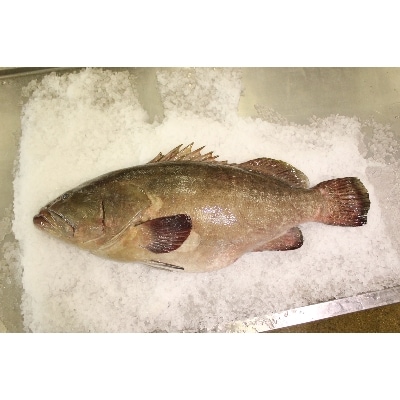【長崎産天然クエ】冷凍クエ鍋用2～3人前(身300g、アラ200g)