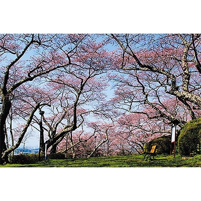観光タクシー(春限定・桜スポットを巡るコース) | ふるさと納税のお礼品