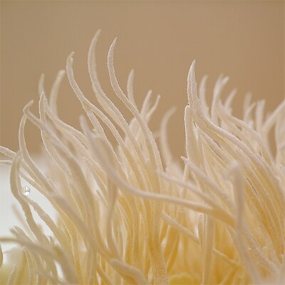 日本産冬虫夏草　モノリス虫草カプセル　120カプセル(内容量30g)×2本