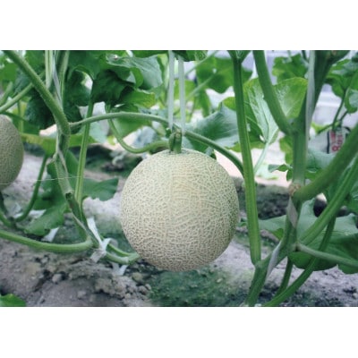 木曽岬産マスクメロン　2玉(1玉1.5kg以上)　令和7年7月25日から発送