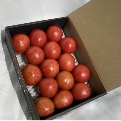 木曽岬産フルーツトマト「とまリッチ」約1kg(化粧箱)【令和5年12月順次発送予定】