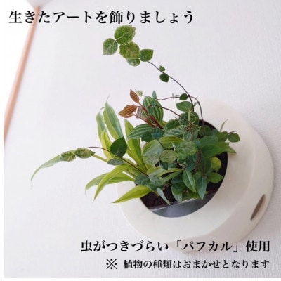 ミドリエデザイン GREEN FRAME(ミルク)