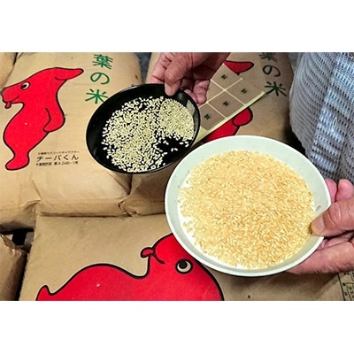コシヒカリ・ふさこがね・ふさおとめ食べくらべセット15kg(5kg×3)【お米マイスター厳選】