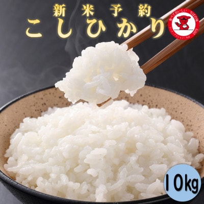 【先行受付】【新米】令和4年産 千葉県産コシヒカリ10kg【お米マイスター厳選】