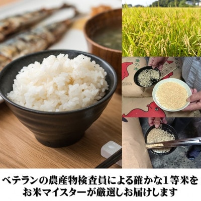 【毎月定期便】【五ツ星お米マイスター厳選】千葉県産コシヒカリ 精米 5kg全3回