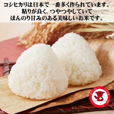 【毎月定期便】【五ツ星お米マイスター厳選】千葉県産コシヒカリ 精米 5kg全3回