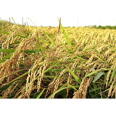 2023年10月発送開始『定期便』コシヒカリ　精米　5kg全5回