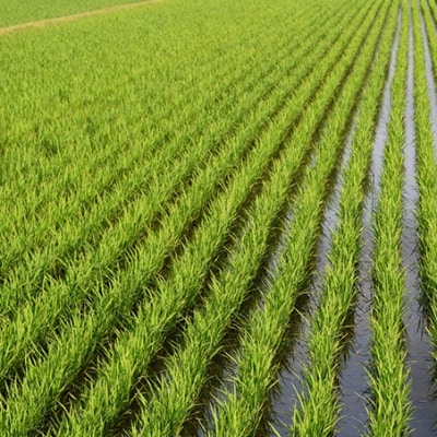 千葉県産ふさこがね5kg