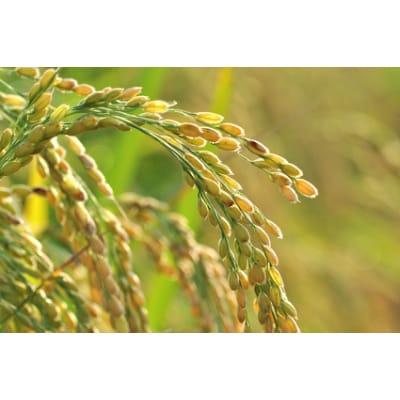 千葉県産ふさおとめ5kg