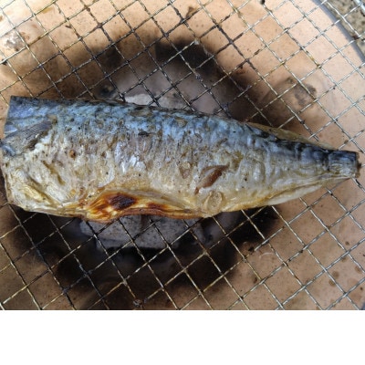 【さとふる限定】【訳あり】無塩冷凍さばフィーレ小サイズ 計4kg 千葉県銚子市産