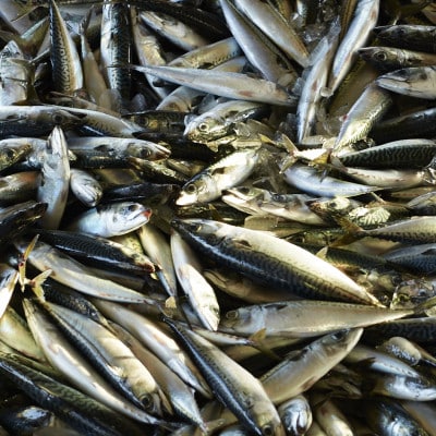 【さとふる限定】【訳あり】無塩冷凍さばフィーレ小サイズ 計4kg 千葉県銚子市産