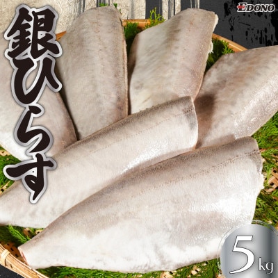 銀ひらす 下処理済み 5kg