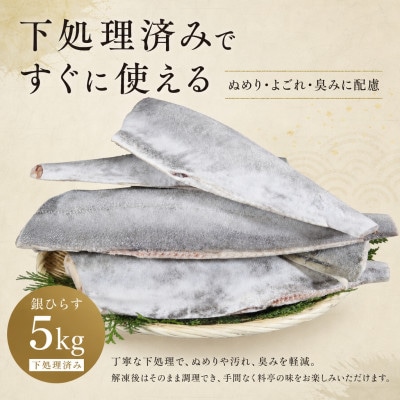 銀ひらす 下処理済み 5kg