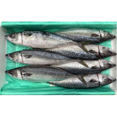 銚子産　一汐さば　8kg