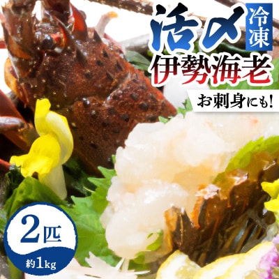 活〆冷凍伊勢海老 　400-600gが2匹　約1kg分 お刺身可!