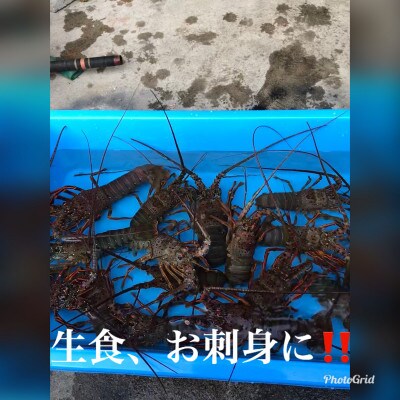 活〆冷凍伊勢海老 　400-600gが2匹　約1kg分 お刺身可!