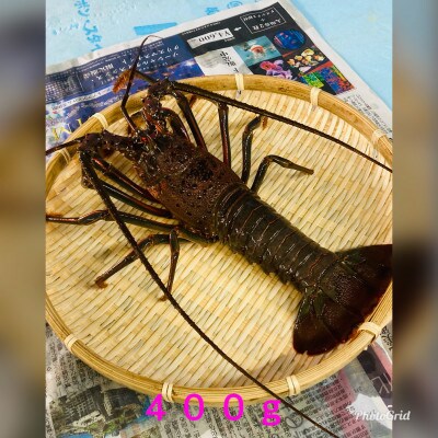 活〆冷凍伊勢海老 　400-600gが4匹　約2kg分 お刺身可!