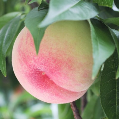 長野県産 桃(あかつき)約5kg 秀品〈2025年7月中旬～8月中旬発送〉