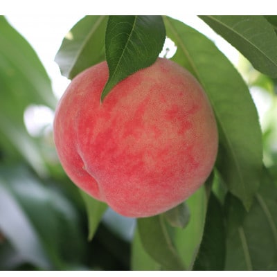 長野県産 桃(あかつき)約5kg 秀品〈2026年7月中旬～8月中旬発送〉