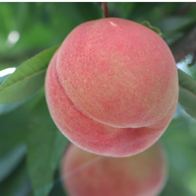 長野県産 桃(あかつき)約5kg 秀品〈2026年7月中旬～8月中旬発送〉