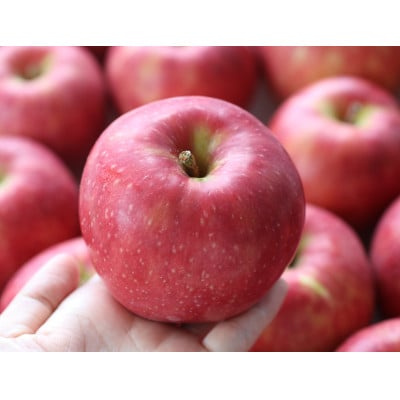 【長野県産】早生りんご(つがる)約3kg 秀品〈2026年9月上旬～9月中旬発送〉