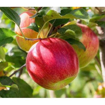 りんごの一番手! 長野県産 りんご(サンつがる)約10kg 秀品〈2026年9月上旬～9月中旬発送〉