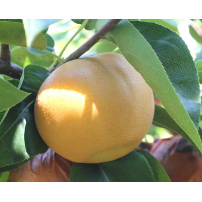 ジューシーで甘い梨!長野県産 梨(南水) 約10kg 秀品〈2026年9月中旬～10月中旬発送〉