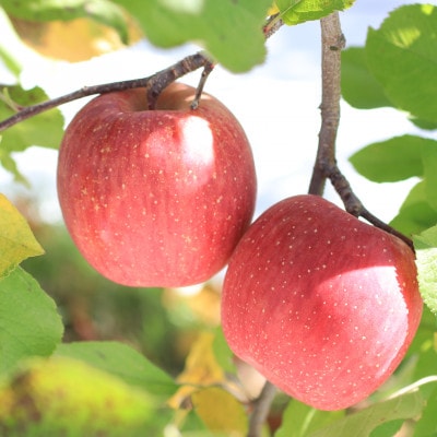 人気の品種!長野県産りんご(サンふじ) 約10kg 秀品<2026年11月下旬～12月中旬発送>