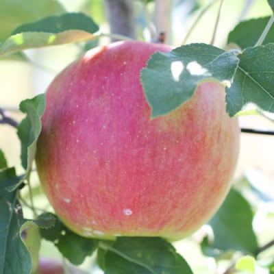 香りもよく食べやすい!  りんご(シナノスイート)約10kg 秀品〈10月中旬～11月中旬発送〉
