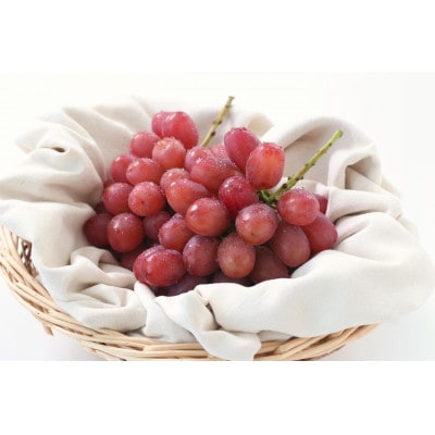【産地厳選!】長野県産・クイーンルージュ(約2kg)秀品