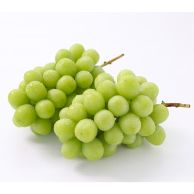【氷温貯蔵】長野県産・シャインマスカット(約1kg)秀品