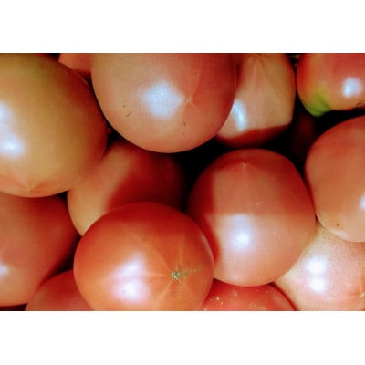 訳ありトマト 1.8kg