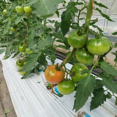 訳ありトマト 1.8kg