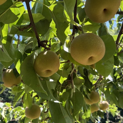 南信州産　和梨 約3kg　訳あり