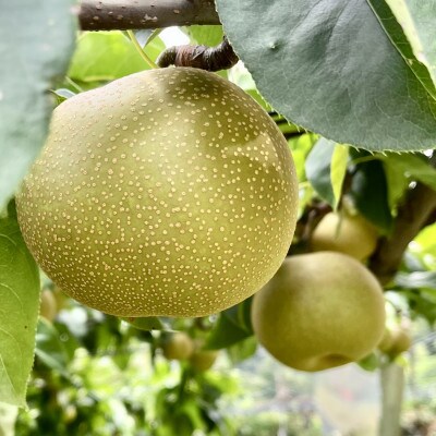 南信州産　和梨　秀品　約4kg
