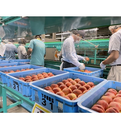 【7月下旬より順次発送】南信州産「桃」あかつき 約2kg 光センサー選果機選別品【離島沖縄配送不可】