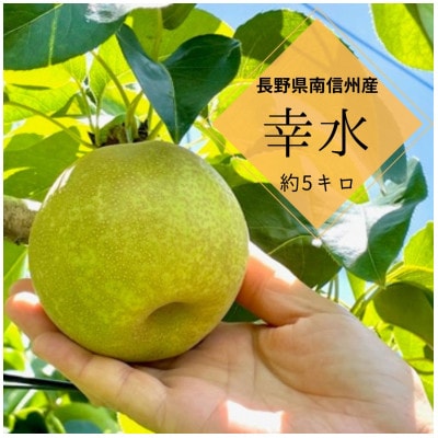 【8月中旬より発送予定】南信州産　幸水梨　約5kg　光センサー選果機選別　旬の甘い完熟梨
