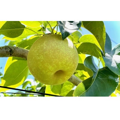 【8月中旬より発送予定】南信州産「幸水梨」約5kg【12～16玉】糖度11.0以上