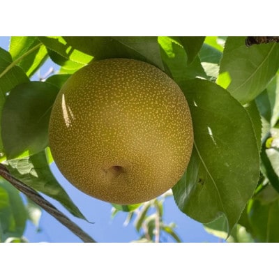 【9月上旬から発送予定】南信州産「豊水梨」約5kg 【12～16玉】 糖度11.0以上