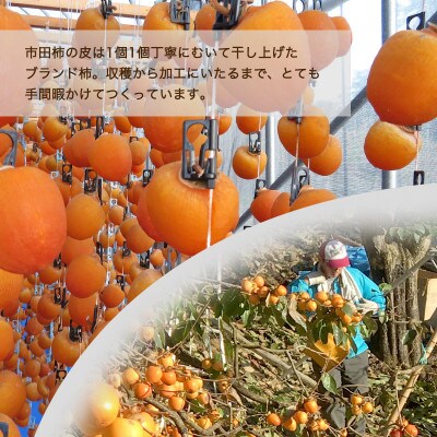 南信州産GI登録商品 市田柿 約1kg袋詰め 〈2024年12月中旬から発送予定〉