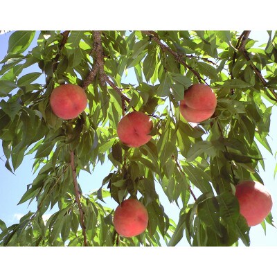 【7月下旬より順次発送】南信州産「桃」あかつき/なつっこ 約5kg 【14～18玉】品種おまかせ
