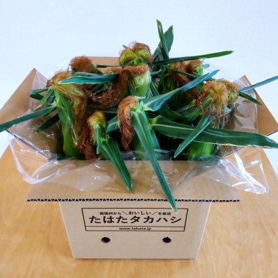 【甘い!生で食べられる!】朝採りフルーツとうもろこし(12～14本)